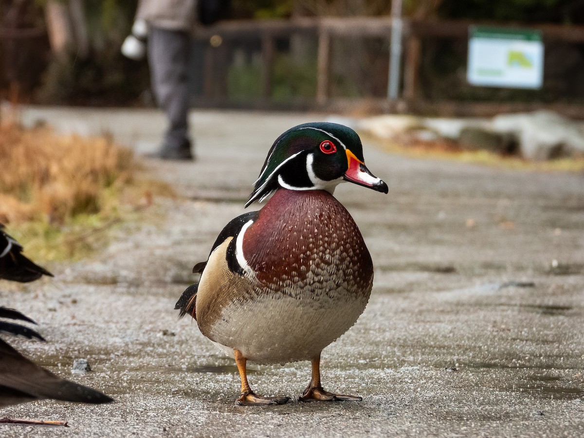kachnička karolínská - ML644838041