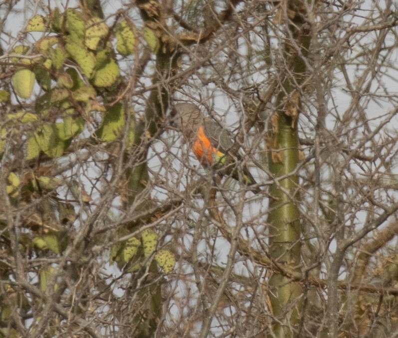 oransjebukpapegøye - ML644838061