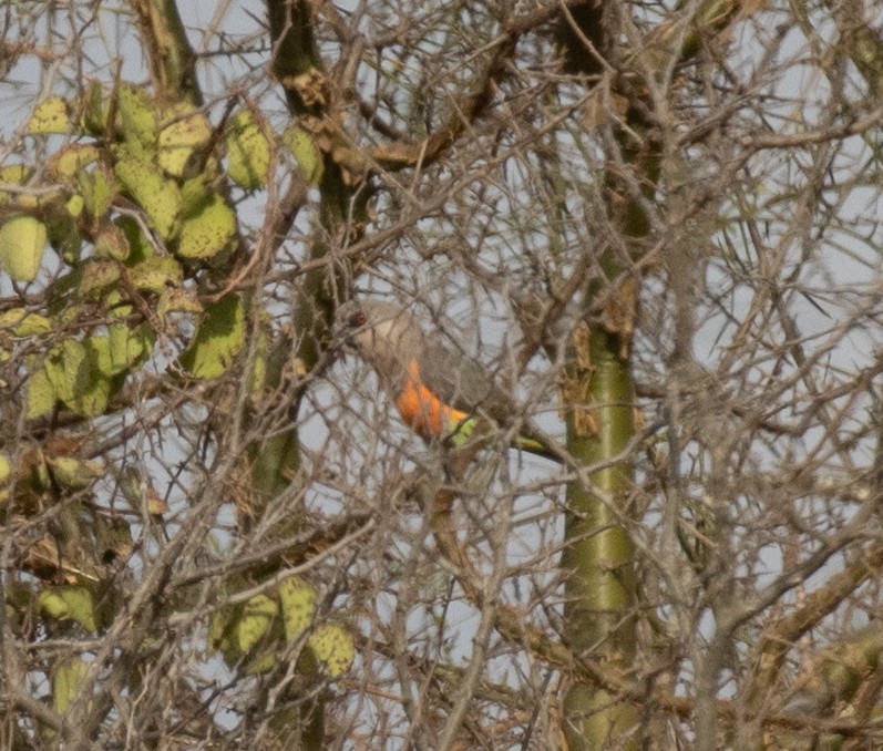 oransjebukpapegøye - ML644838063