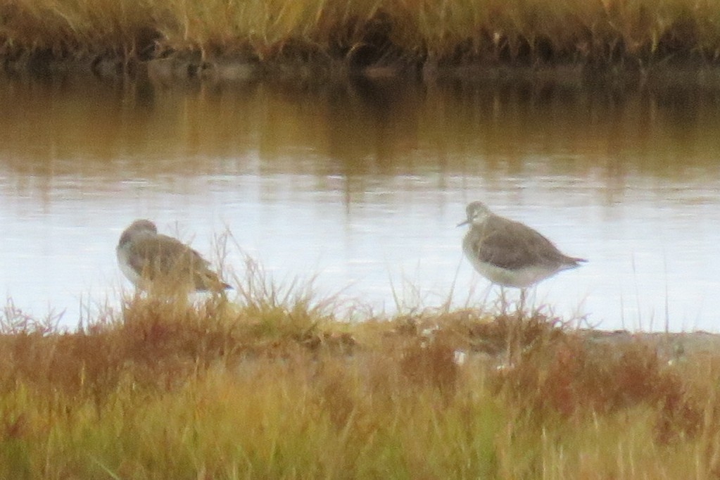 Greater Yellowlegs - ML644838064