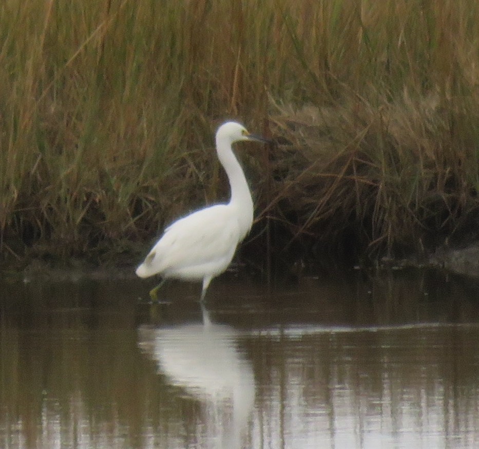 Snowy Egret - ML644838070