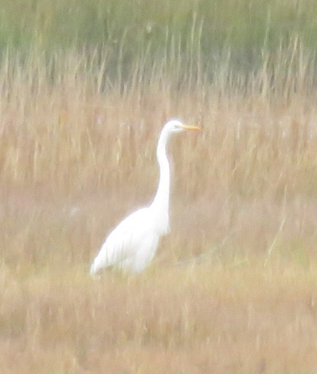 Great Egret - ML644838080