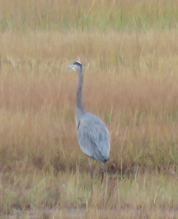 Great Blue Heron - ML644838101