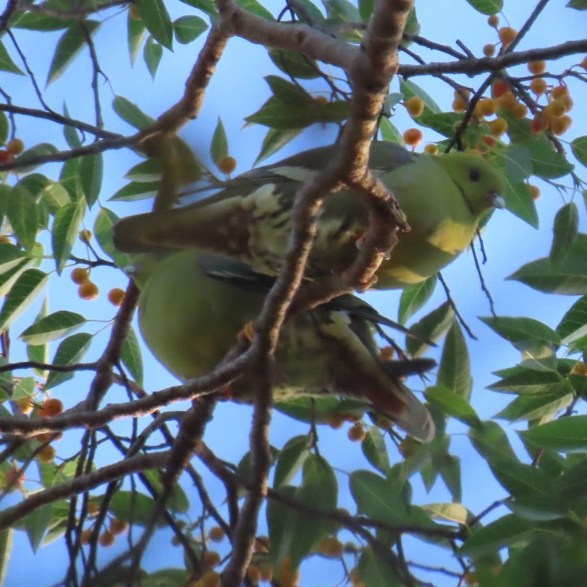 Madagascar Green-Pigeon - ML644838107