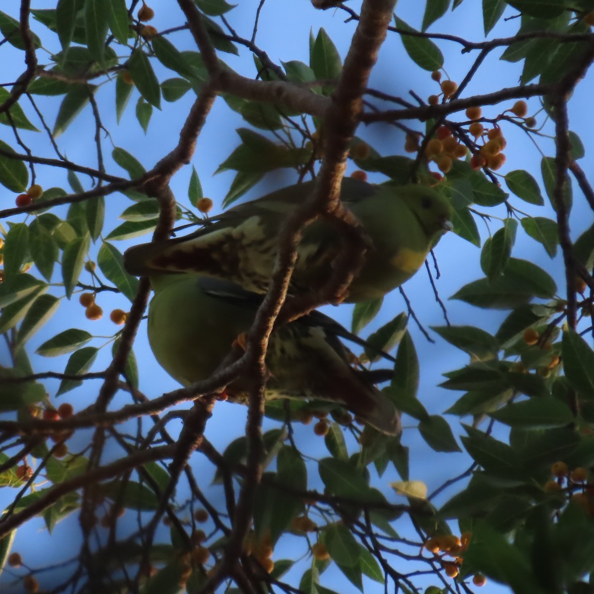 Madagascar Green-Pigeon - ML644838108