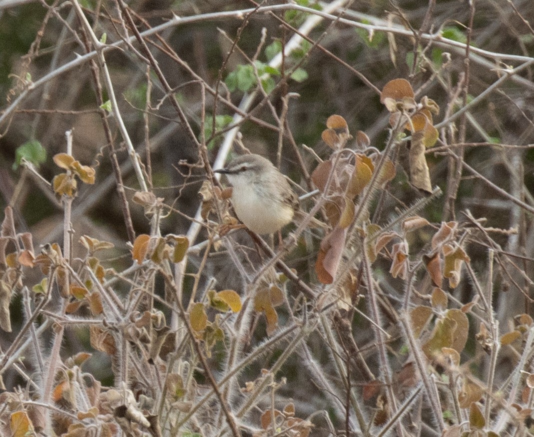 Принія бліда - ML644838110