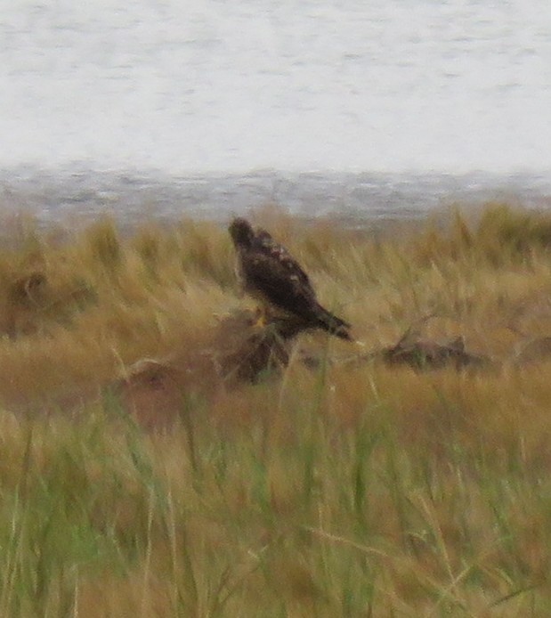 Northern Harrier - ML644838111