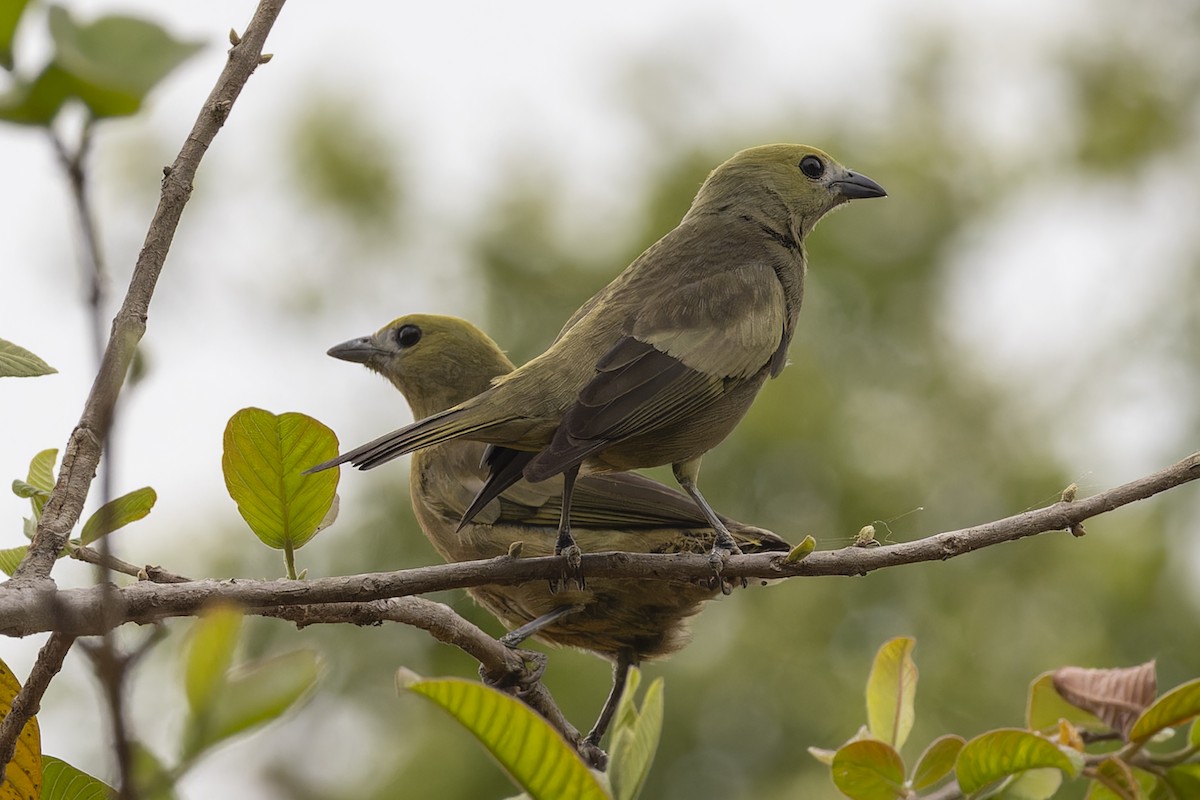 Tangara des palmiers - ML644838112