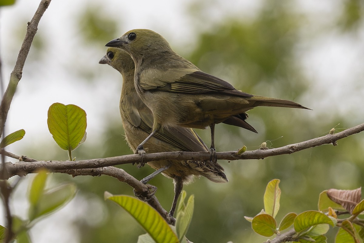 Tangara des palmiers - ML644838113
