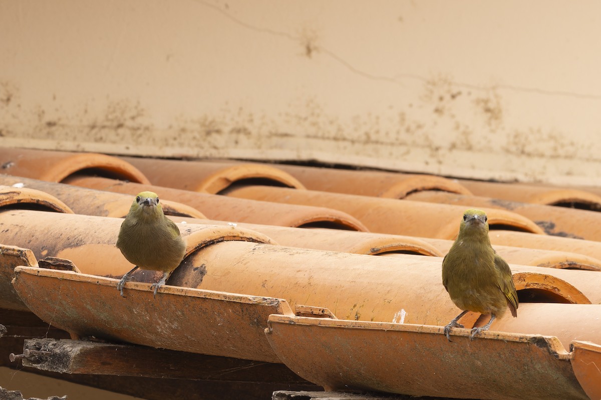 Tangara des palmiers - ML644838114