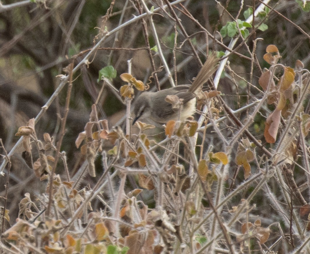Принія бліда - ML644838115