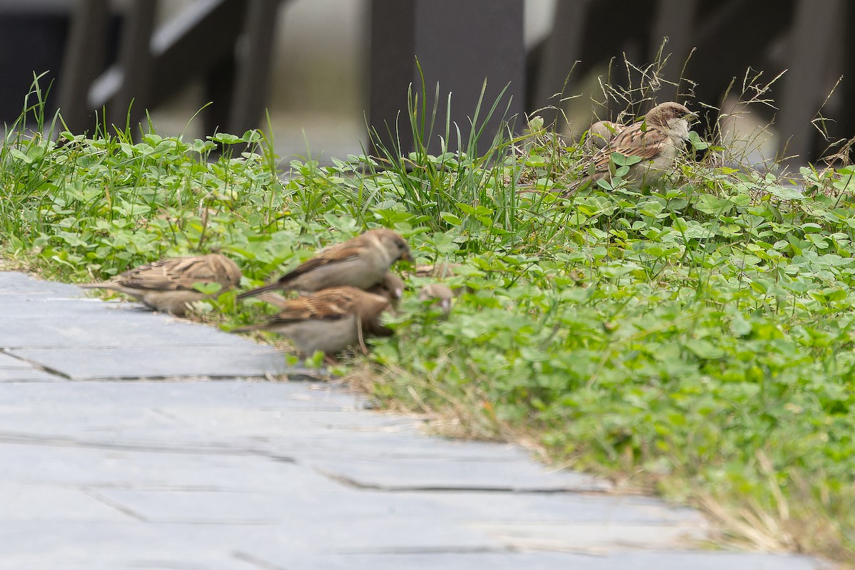 House Sparrow (Indian) - ML644838117