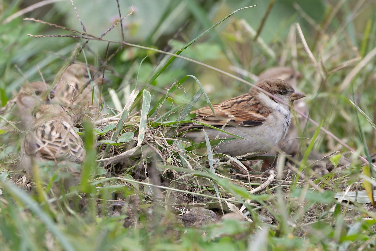 House Sparrow (Indian) - ML644838118