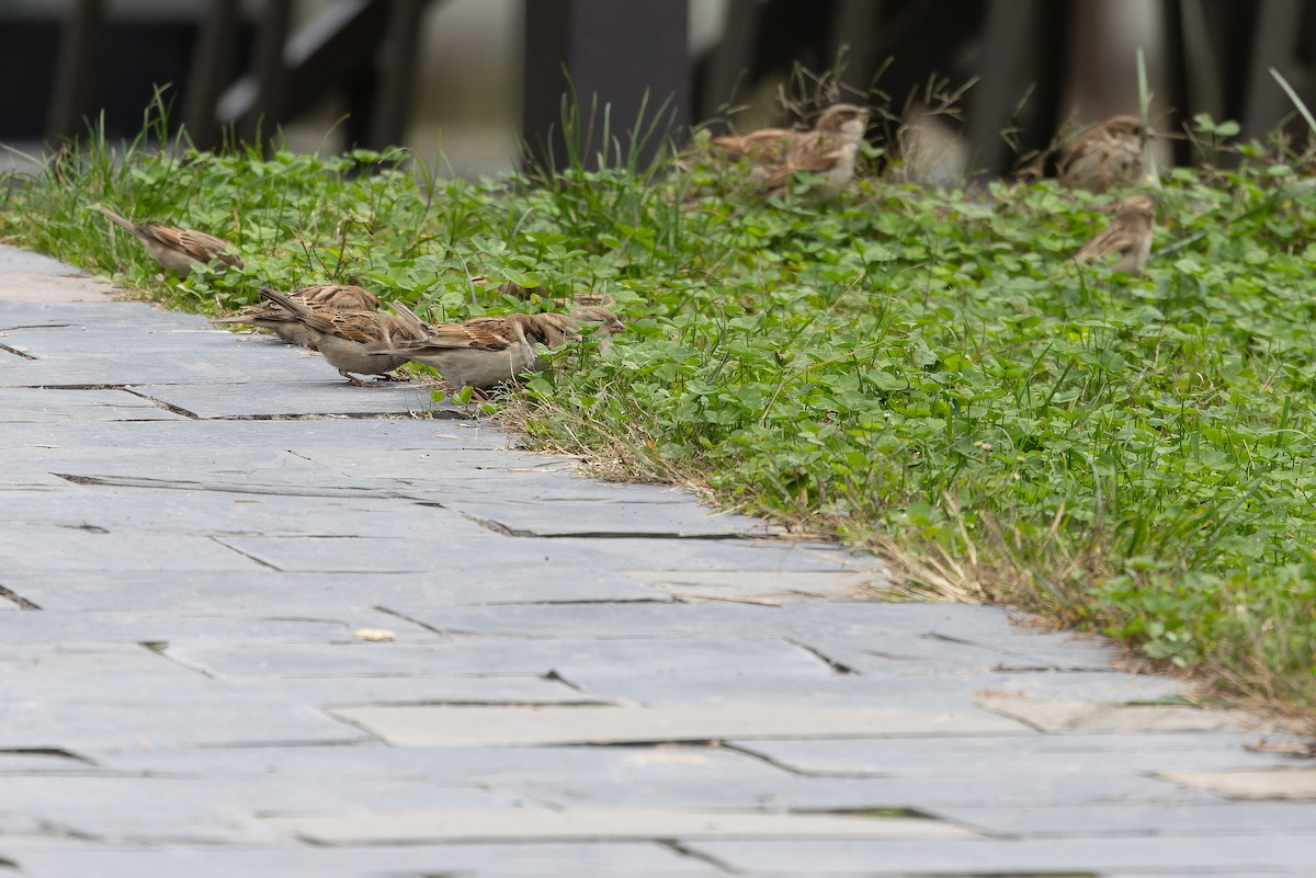 House Sparrow (Indian) - ML644838119