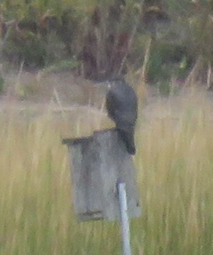 Merlin - ML644838124