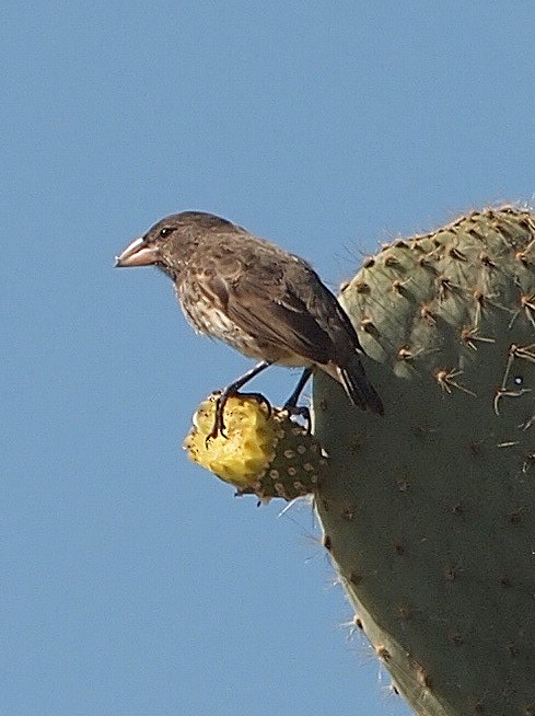 Genovesa Cactus-Finch - ML644838135