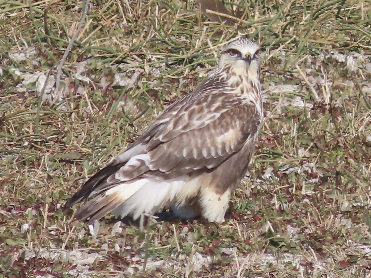 Rough-legged Hawk - ML644838138