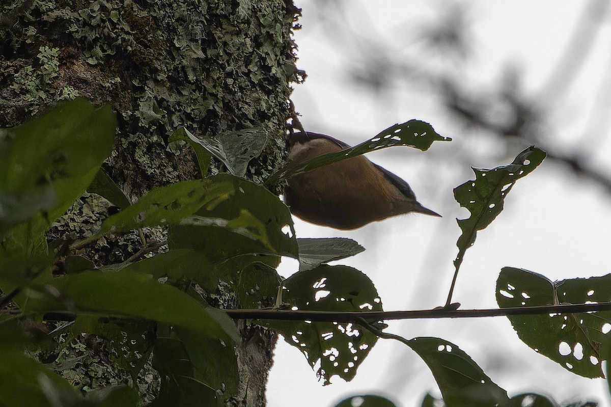 Garrapo eurasiarra (sinensis/formosana) - ML644838140