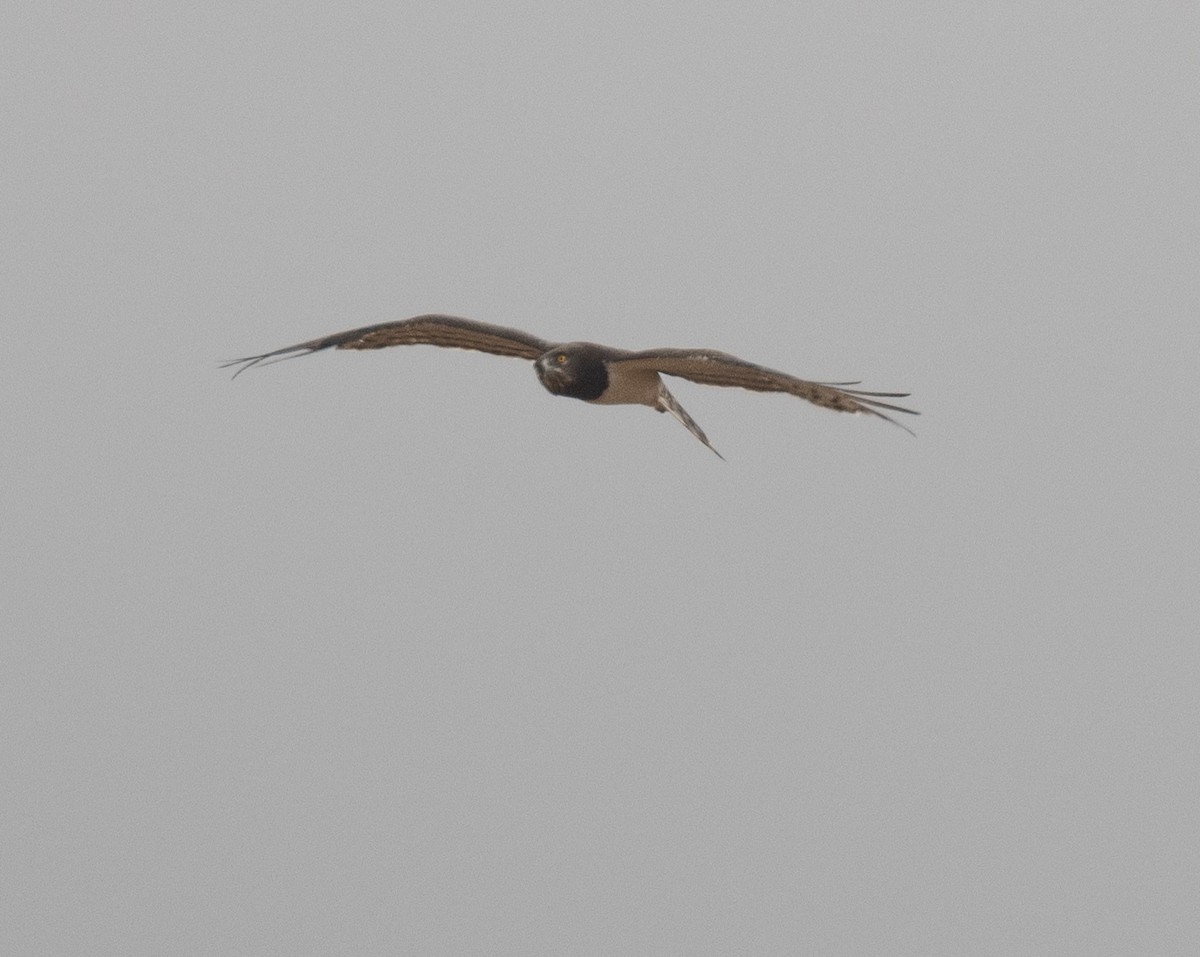 Змієїд чорноволий - ML644838157