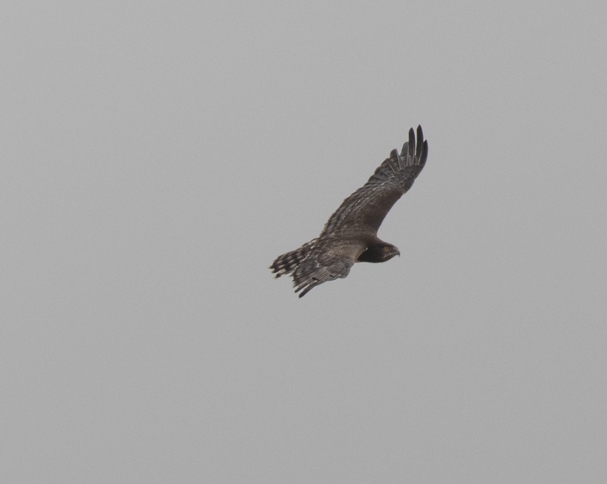 Змієїд чорноволий - ML644838163