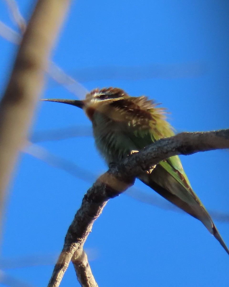 Olive Bee-eater - ML644838164