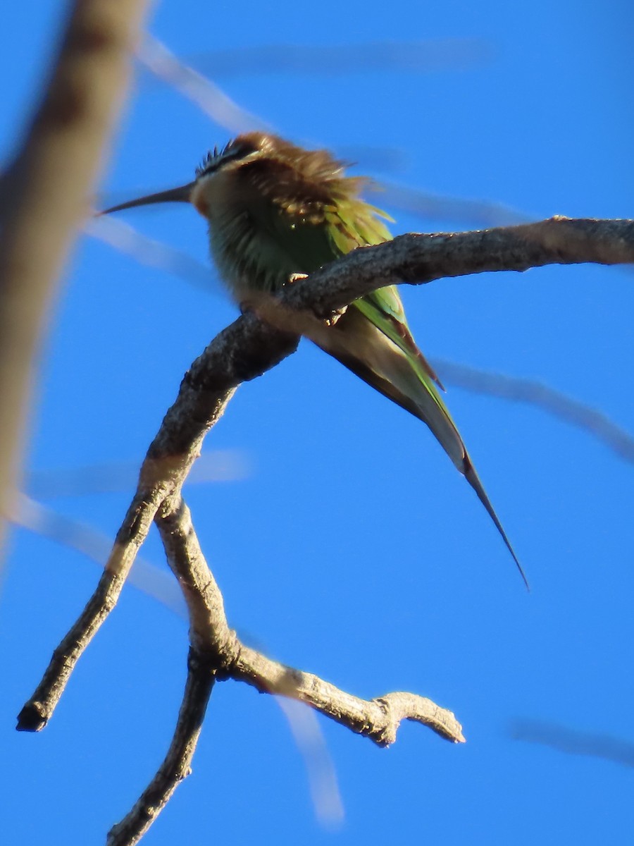 Olive Bee-eater - ML644838165