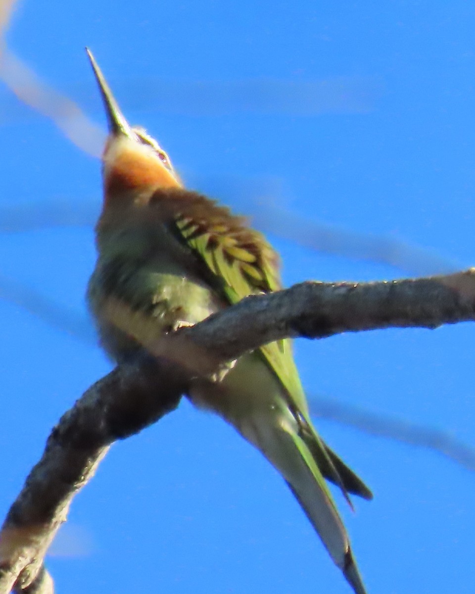 Olive Bee-eater - ML644838166