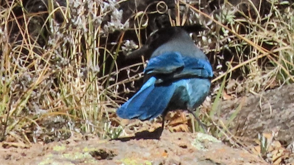 Chara de Steller - ML644838169