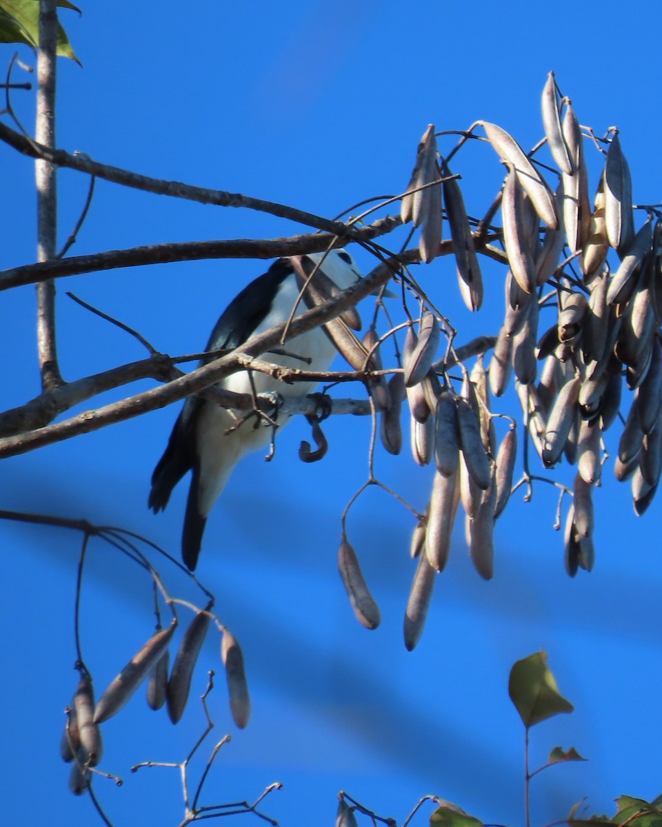 White-headed Vanga - ML644838175