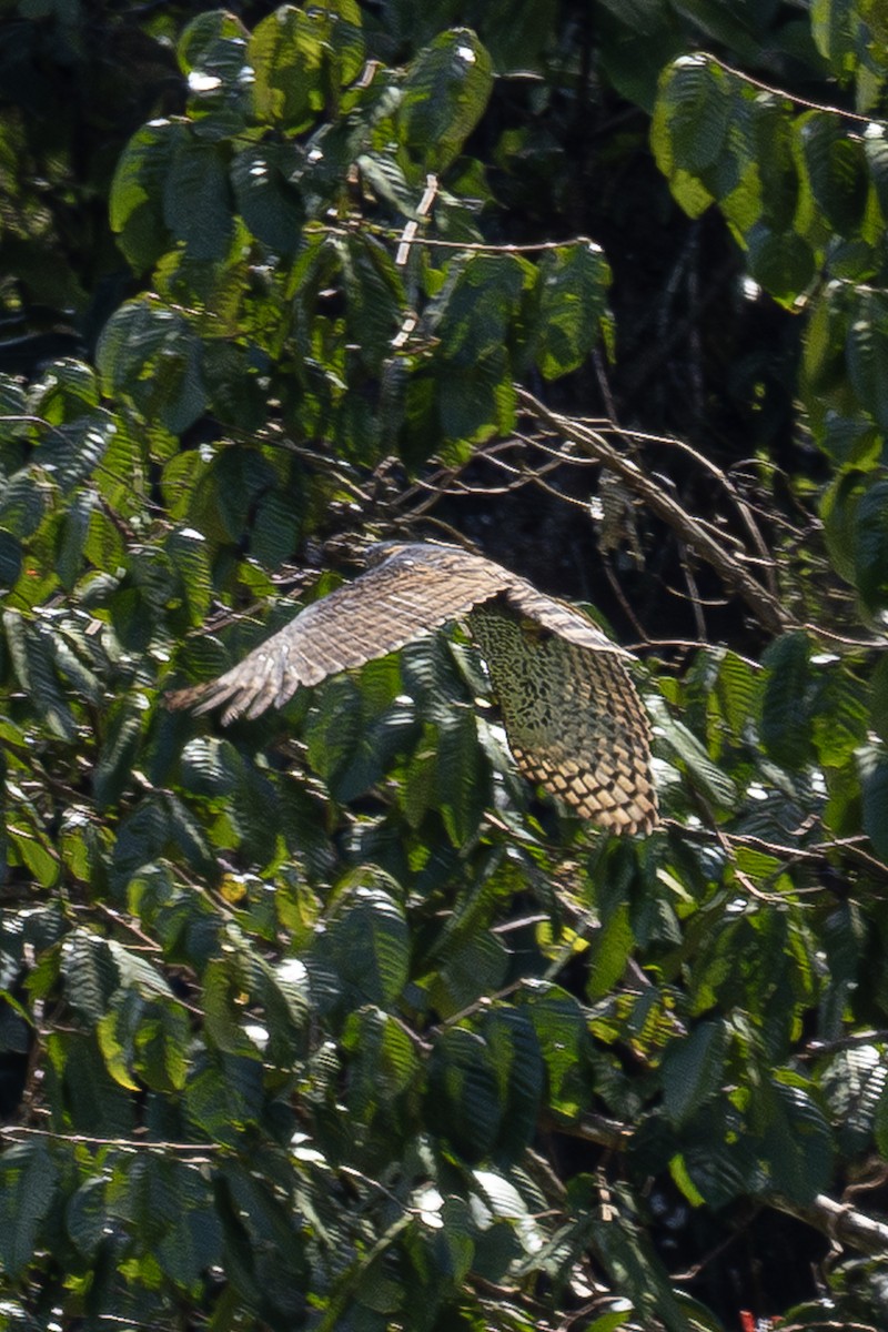 orel zdobený - ML644838234
