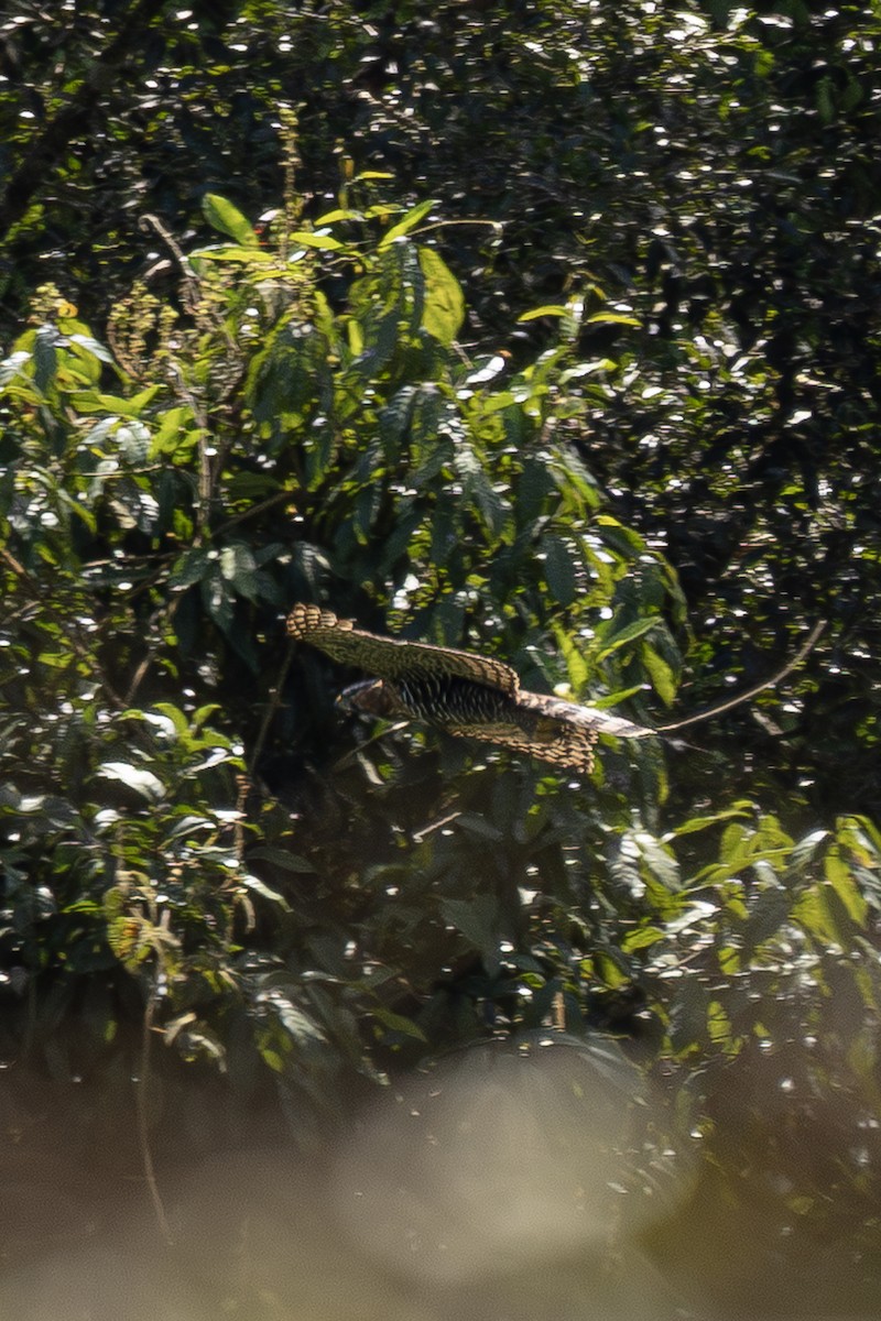 orel zdobený - ML644838235