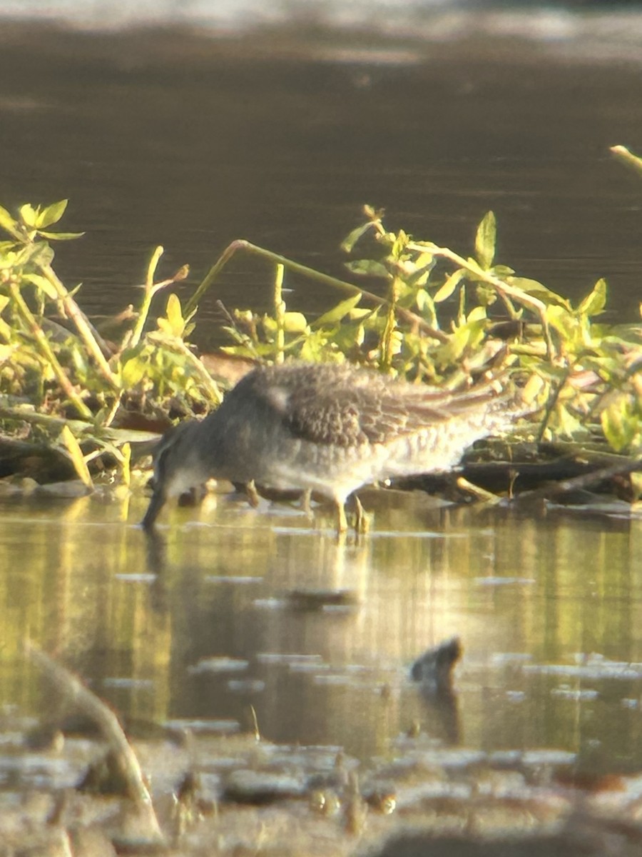 חרטומנית ארוכת-מקור - ML644838244