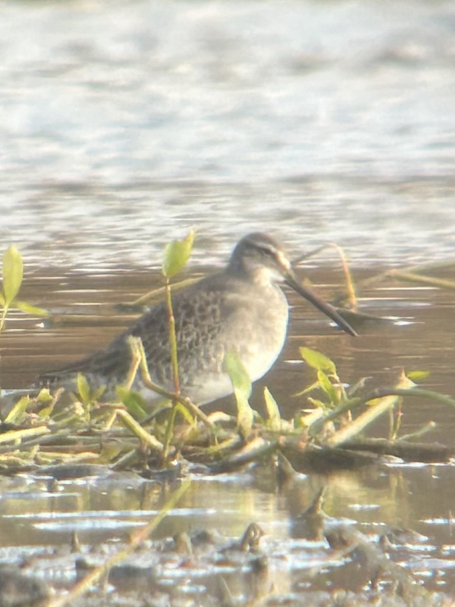חרטומנית ארוכת-מקור - ML644838245