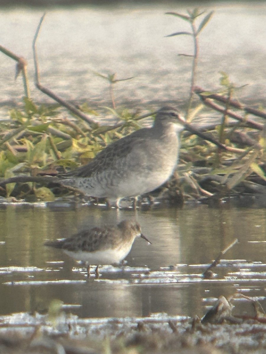 חרטומנית ארוכת-מקור - ML644838246