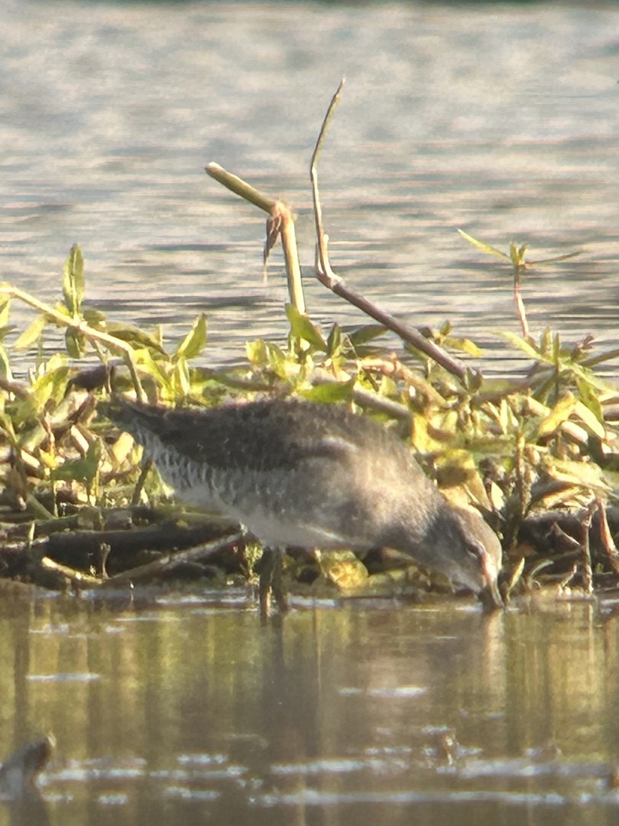 חרטומנית ארוכת-מקור - ML644838247