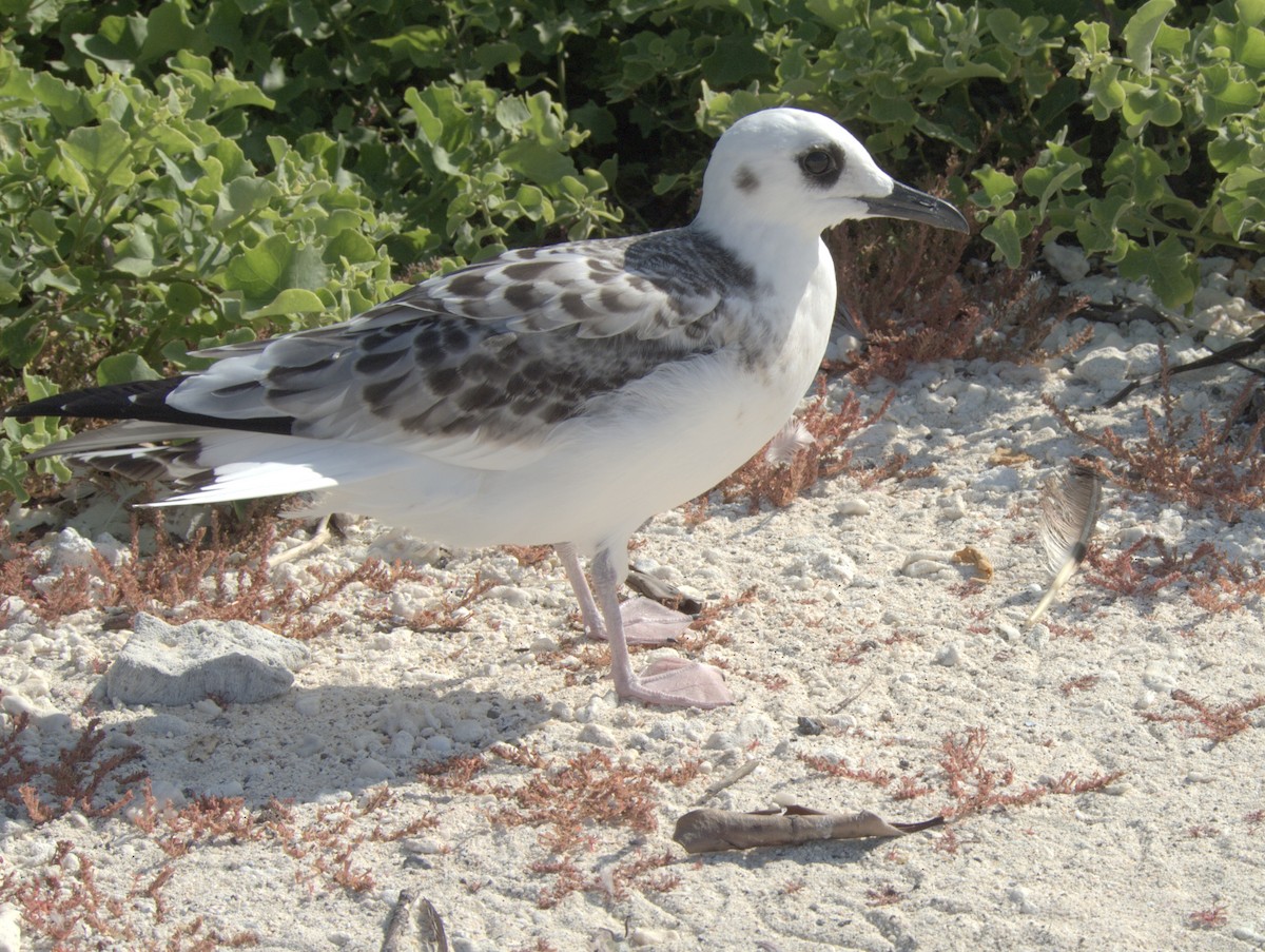 Swallow-tailed Gull - ML644838276