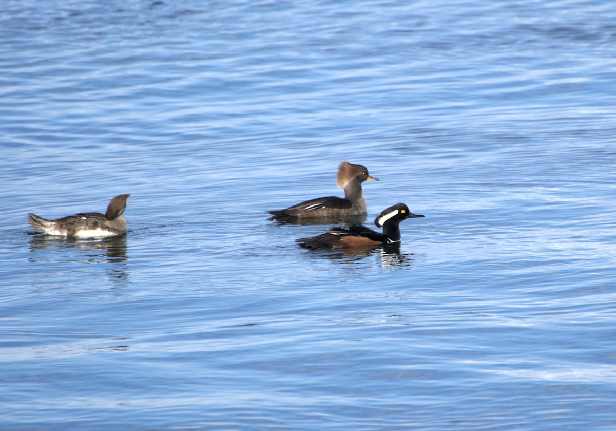 Hooded Merganser - ML644838282