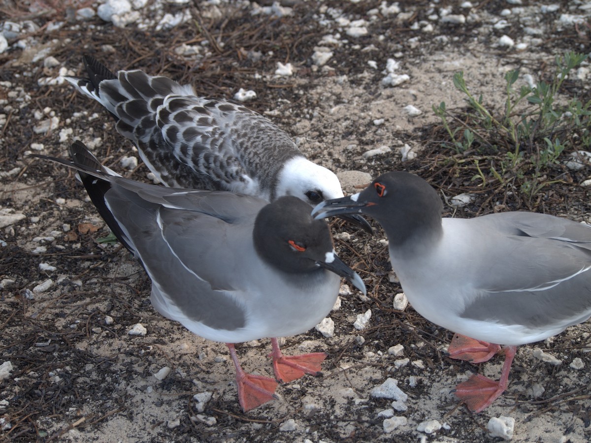 Swallow-tailed Gull - ML644838290