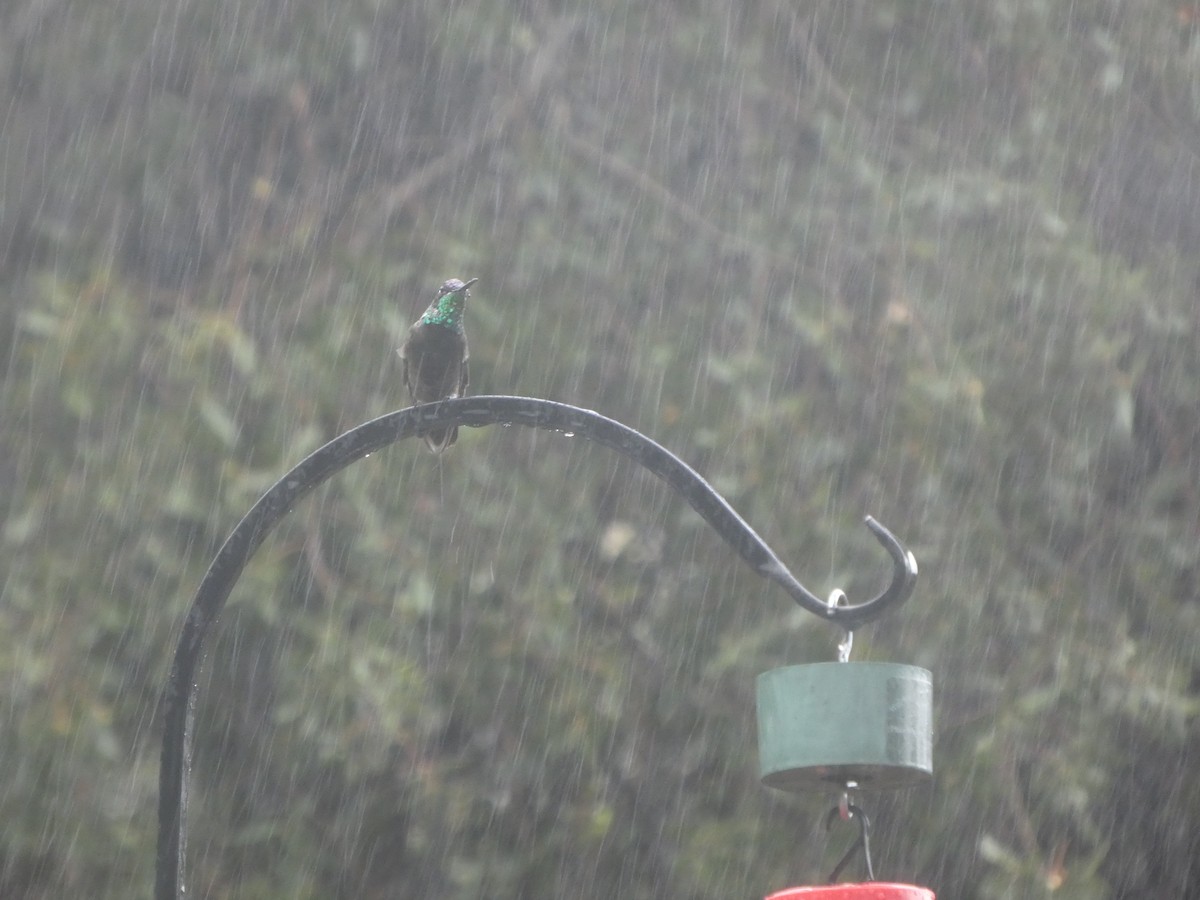 Rivoli's Hummingbird - ML644838300