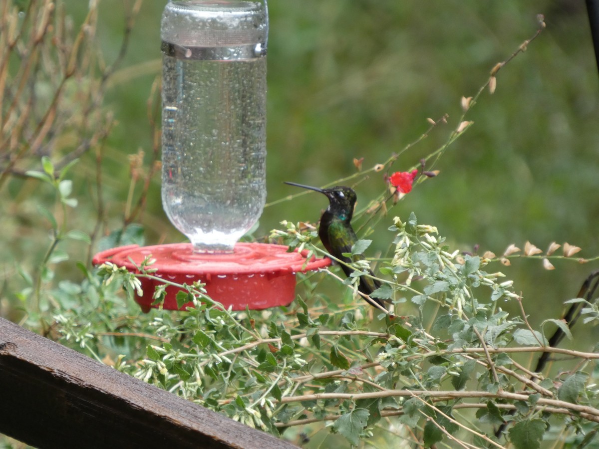 Rivoli's Hummingbird - ML644838301