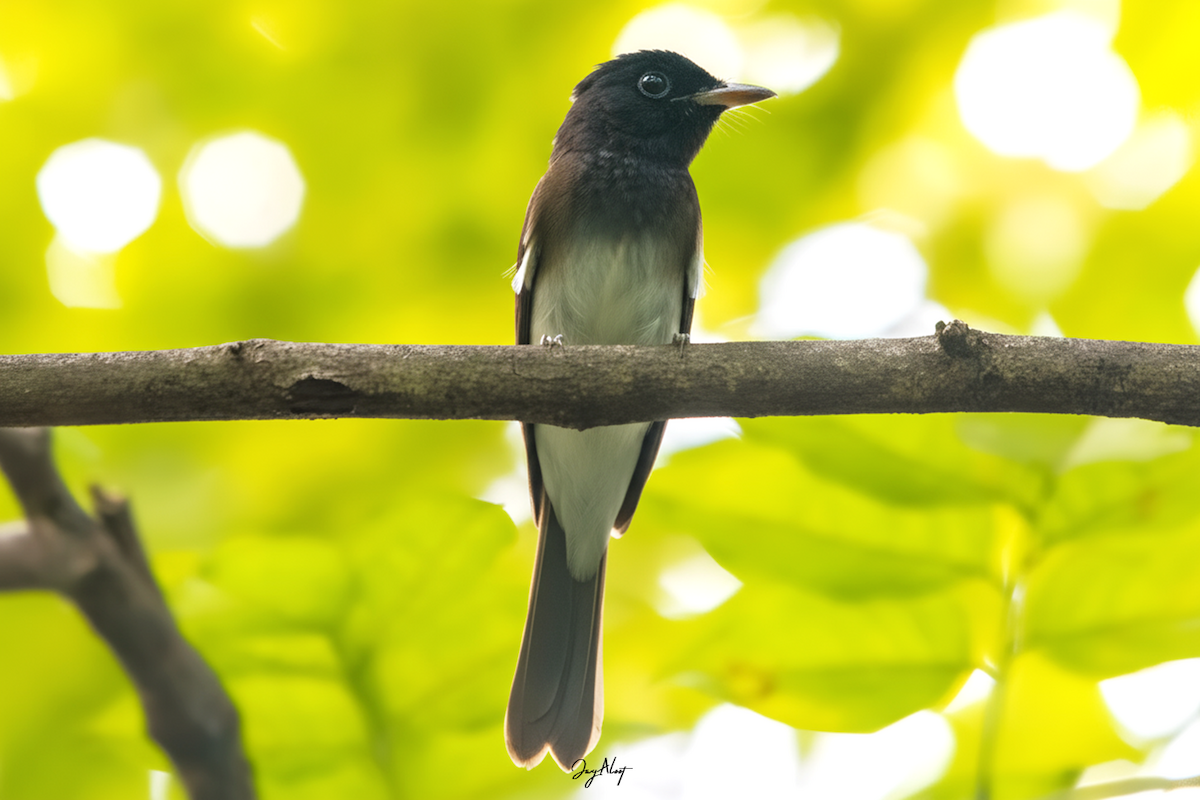 Black Paradise-Flycatcher - ML644838305