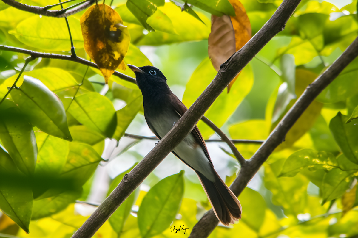 Black Paradise-Flycatcher - ML644838306