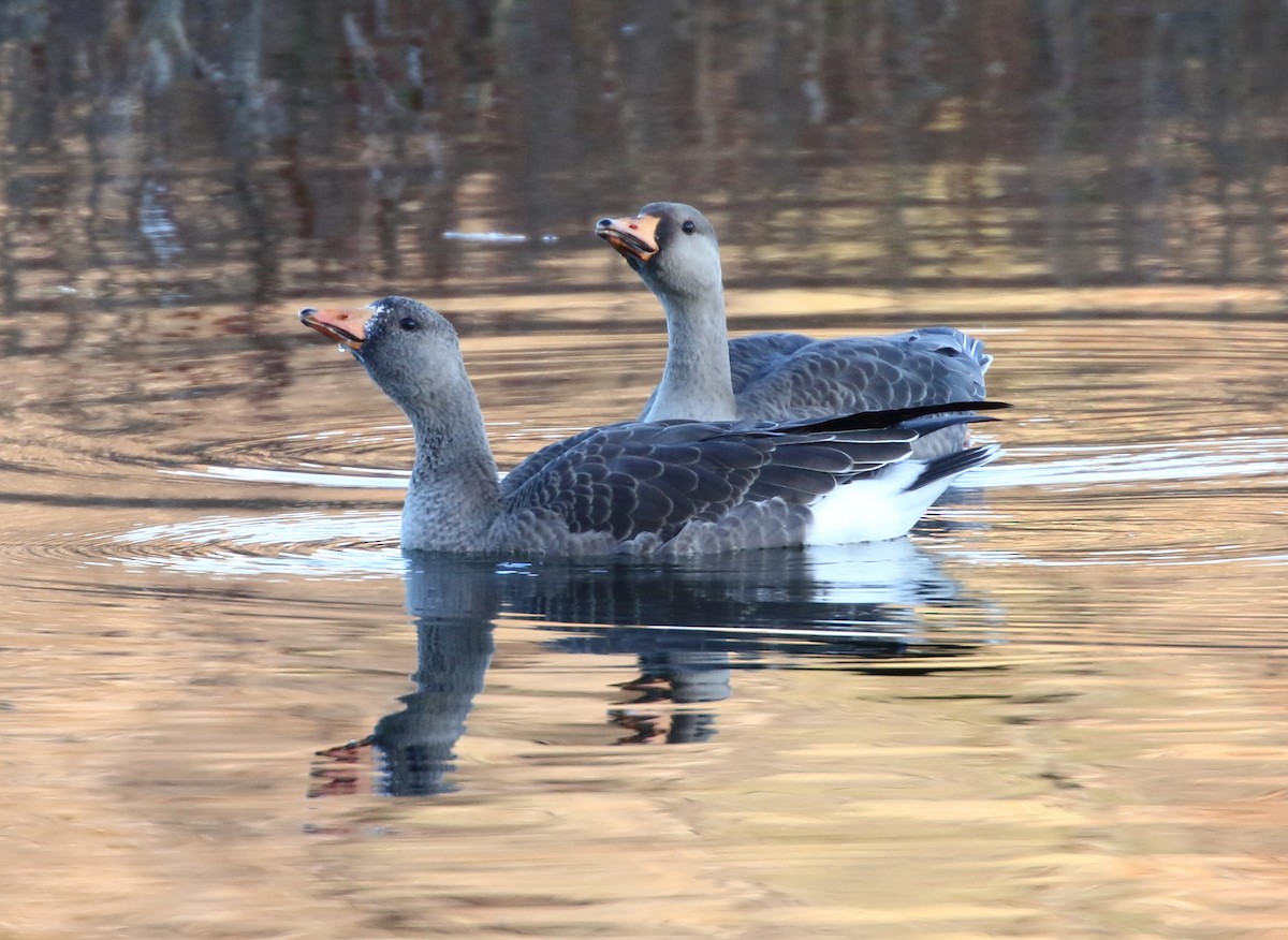 Greater White-fronted Goose - ML644838308
