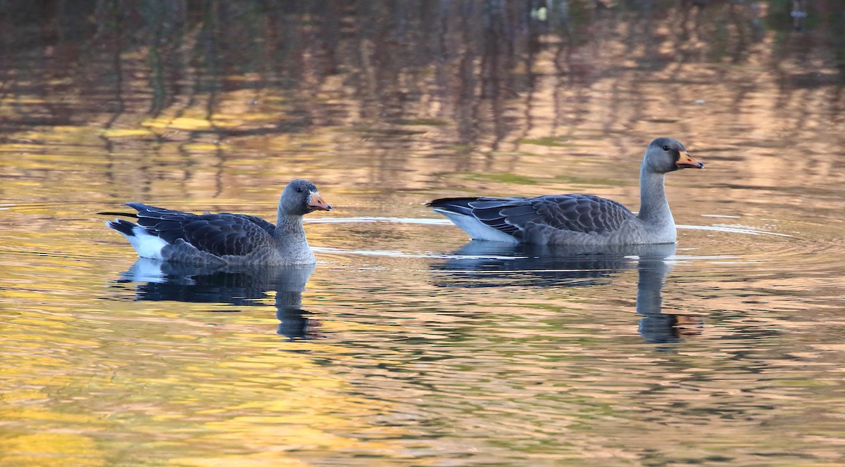 Greater White-fronted Goose - ML644838309