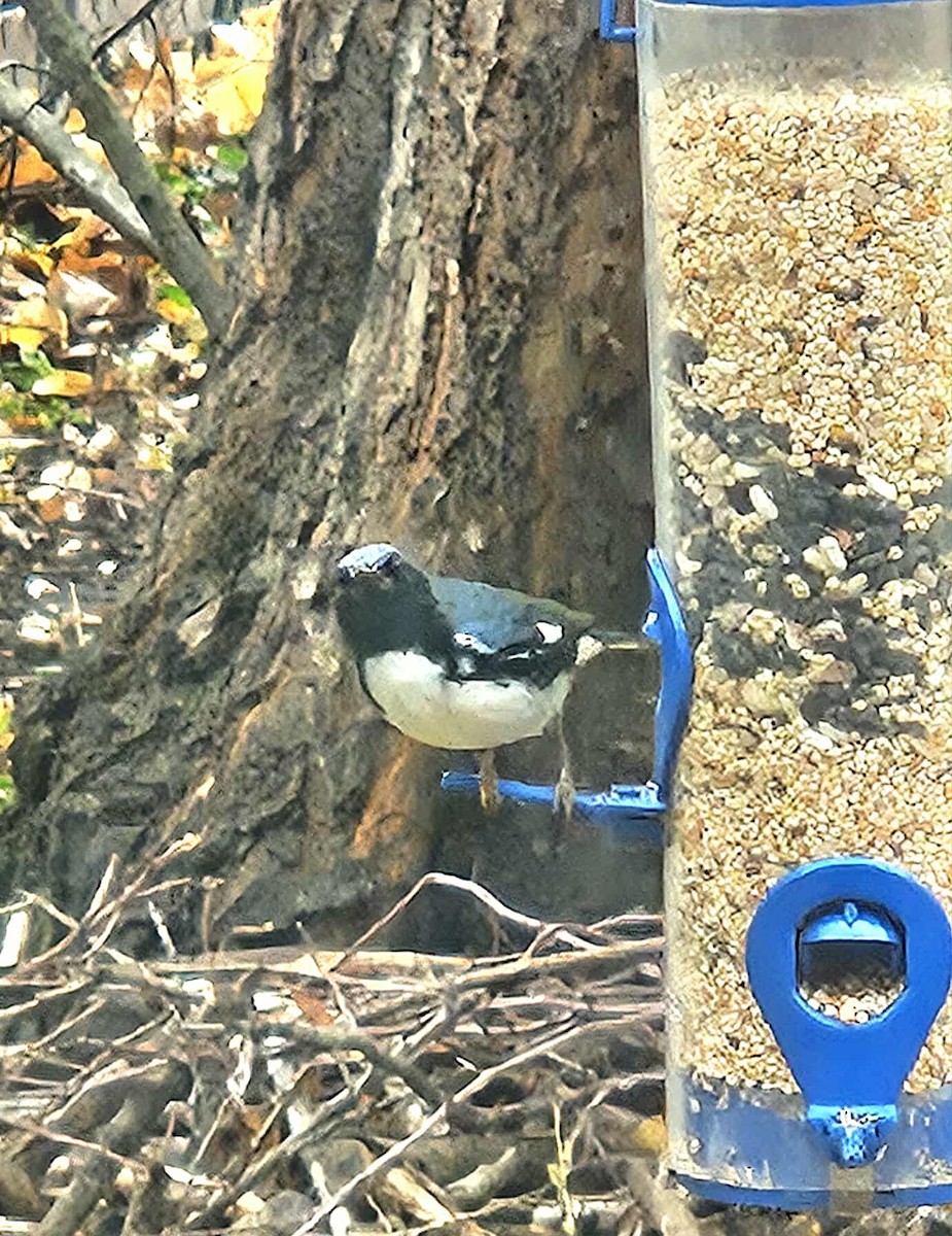 Black-throated Blue Warbler - ML644838316