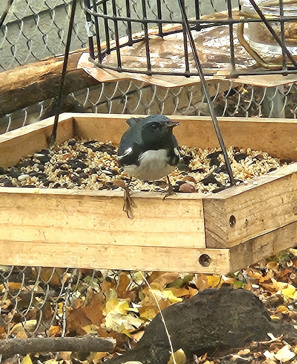 Black-throated Blue Warbler - ML644838317