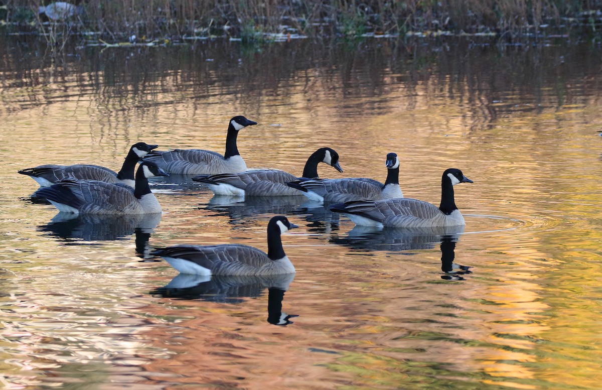 Canada Goose - ML644838323