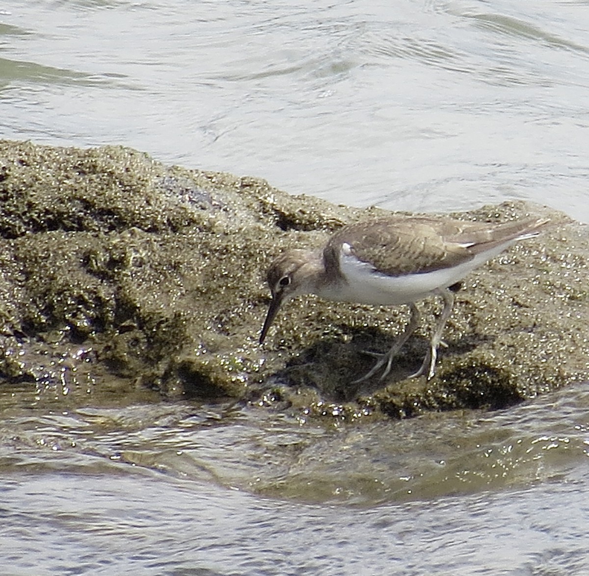 Common Sandpiper - ML644838330
