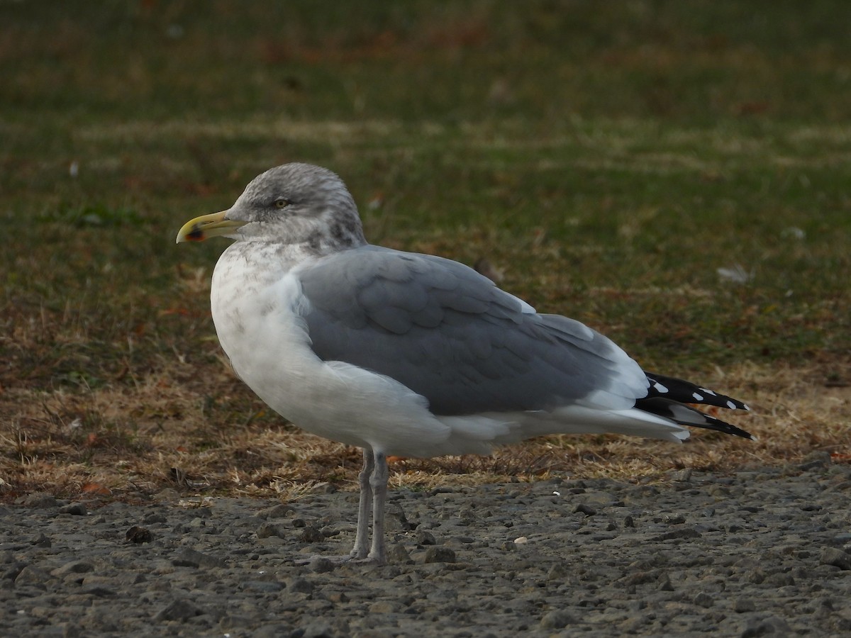 Goéland hudsonien - ML644838331