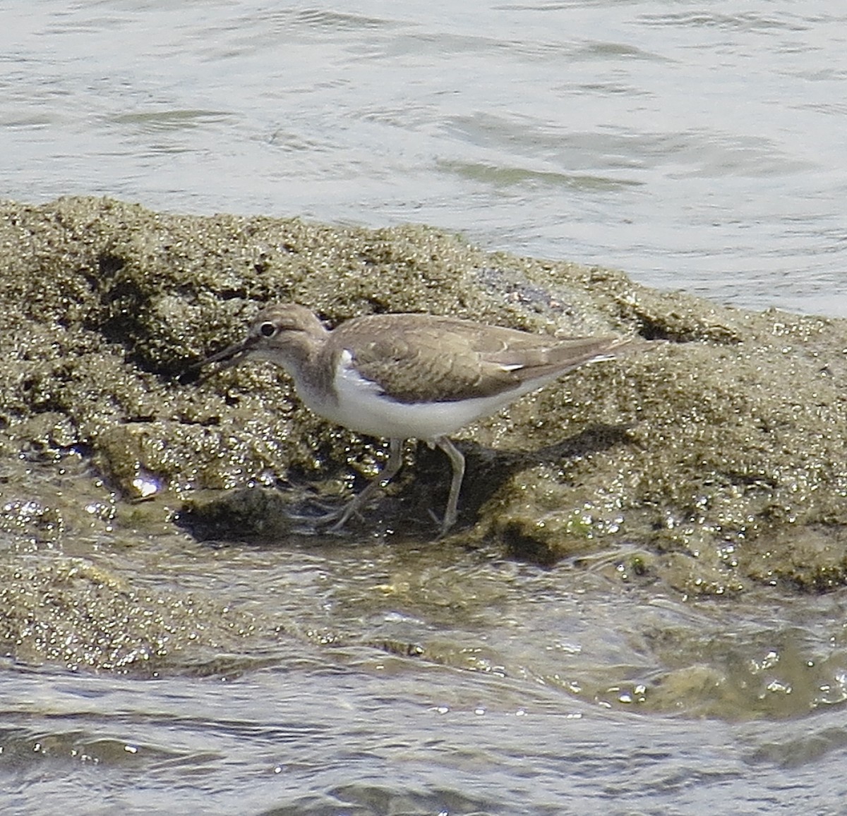 Common Sandpiper - ML644838340